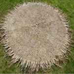 Fun Palm Cover Knotted