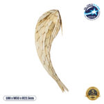 GLOBOSTAR® GOURAMI 02359 Boho Φωτιστικό Τοίχου - Απλίκα με Ντουί 1 x E27 AC 220-240V IP20 - Μπεζ - Μ98 x Π33 x Υ22.5cm